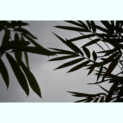 ������, ������� ������� �����