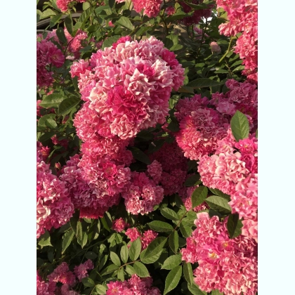 ��� �������� � ��������� ���������� ��� ������� ������� ������ 